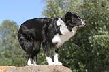 BORDER COLLIE 096